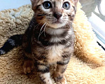 Кошки в Москве: Бенгальская девочка Девочка, 30 000 руб. - фото 2