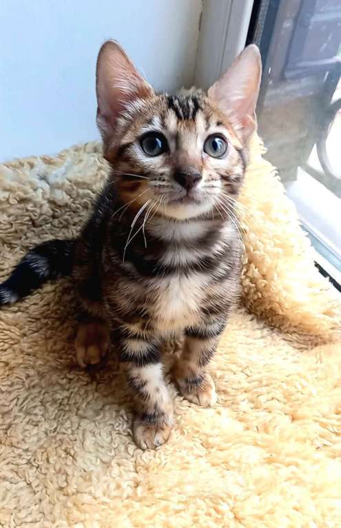 Кошки в Москве: Бенгальская девочка Девочка, 30 000 руб. - фото 2