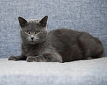 Кошки в Обнинске: Красотка😻 Крис, в поисках любящей семьи🤗❤❤❤ Девочка, 500 руб. - фото 7