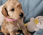 Собаки в других городах Красноярского края: Щенки миниатюрного пуделя 🐩 Девочка, 40 000 руб. - фото 4
