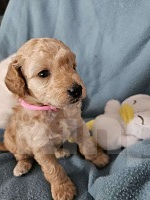 Собаки в других городах Красноярского края: Щенки миниатюрного пуделя 🐩 Девочка, 40 000 руб. - фото 4