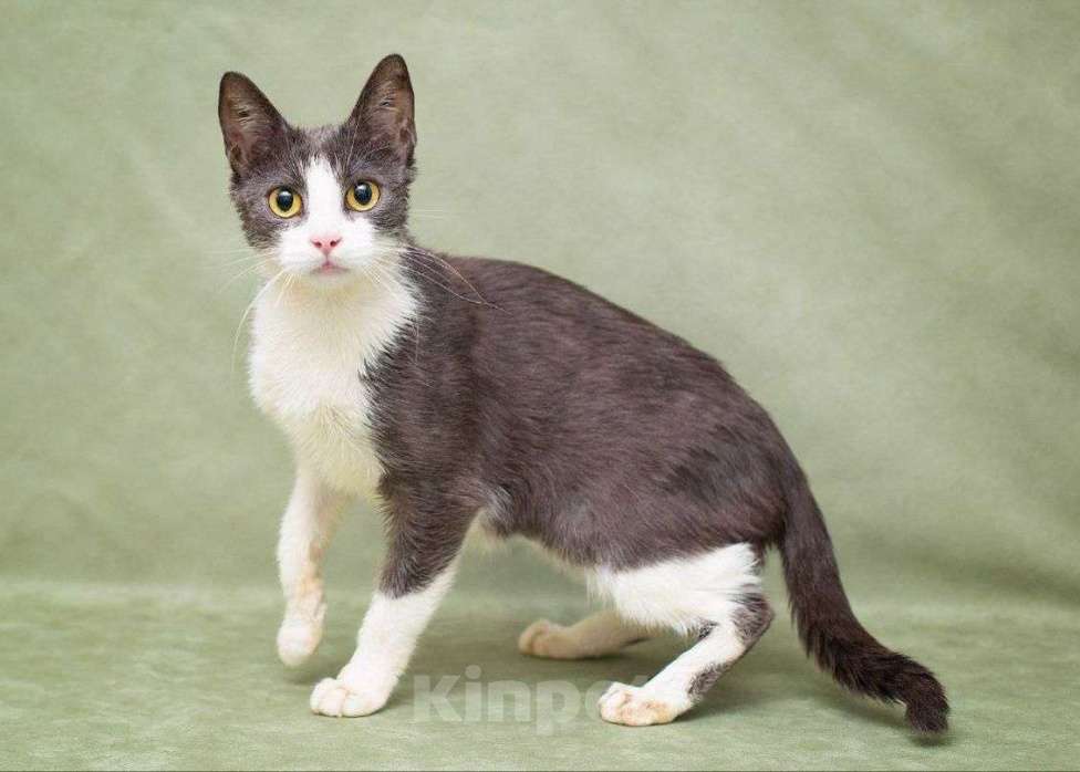 Кошки в Москве: Русалка ищет дом Девочка, Бесплатно - фото 2