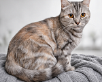 Кошки в Ижевске: кошка в добрые руки Девочка, Бесплатно - фото 2