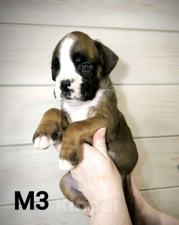 Собаки в других городах Иркутской области: Щенки немецкого боксëра Разнополые, 50 руб. - фото 7