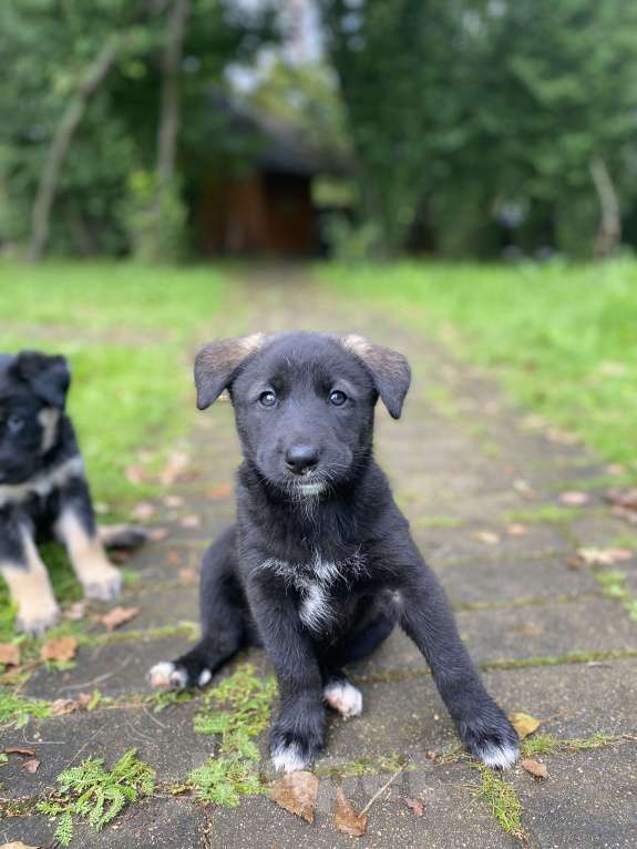 Собаки в Москве: Внуки хаски Девочка, 200 руб. - фото 2