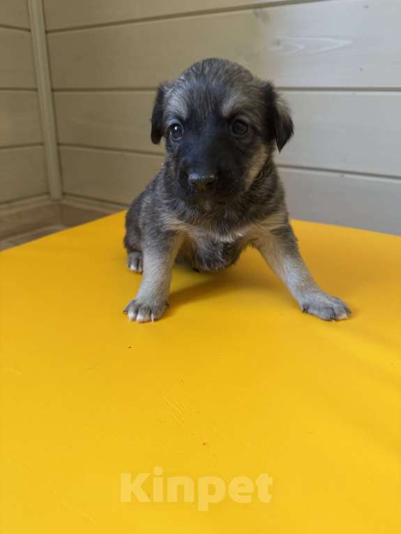 Собаки в Москве: Тишенька Мальчик, Бесплатно - фото 3