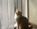 Кошки в Новосибирске: Котик в добрые руки Мальчик, Бесплатно - фото 1