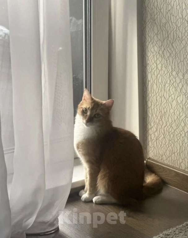 Кошки в Новосибирске: Котик в добрые руки Мальчик, Бесплатно - фото 1