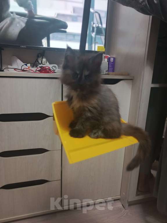 Кошки в Соколе: Mей-Кун.Величие в каждом пушистом шаге. Девочка, 20 000 руб. - фото 3