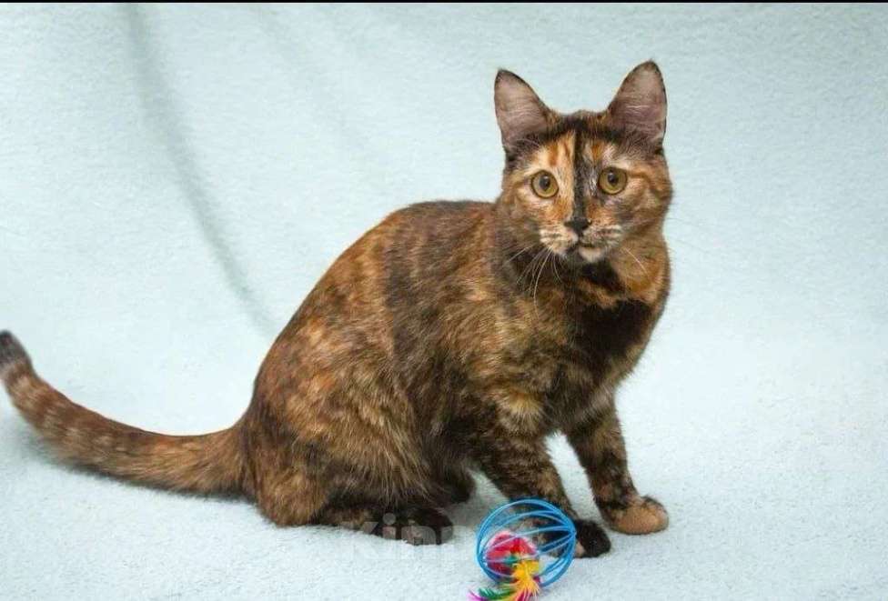 Кошки в Москве: Карамелька - кошка-химера с двумя ликами счастья Девочка, Бесплатно - фото 6
