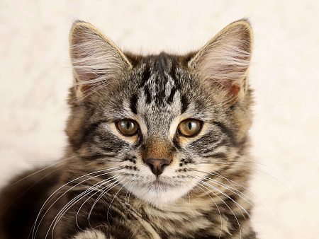 Сибирский котенок