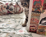 Кошки в Краснодаре: Котенок в добрые руки  Девочка, Бесплатно - фото 2