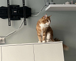 Кошки в Тюмени: Отдам в добрые руки кота Мальчик, Бесплатно - фото 1