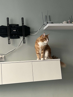 Отдам в добрые руки кота