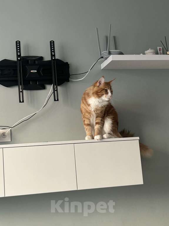 Кошки в Тюмени: Отдам в добрые руки кота Мальчик, Бесплатно - фото 1