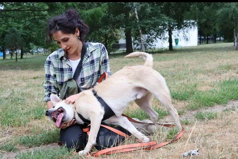 Собаки в Москве: Собака Бим из приюта в добрые руки Мальчик, Бесплатно - фото 10
