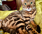 Кошки в Химках: Пропал бенгальский кот Филя Мальчик, 30 000 руб. - фото 2
