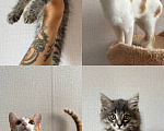 Кошки в других городах Башкортостана: Котята мальчики Мальчик, 300 руб. - фото 1