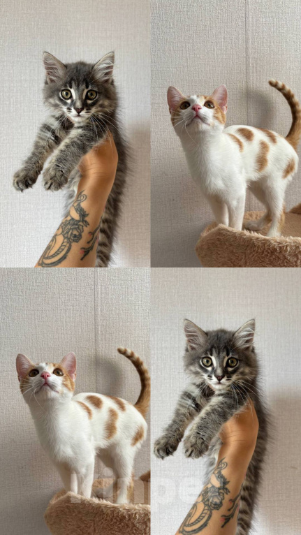 Кошки в других городах Башкортостана: Котята мальчики Мальчик, 300 руб. - фото 1