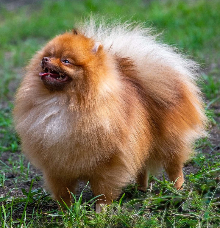 Собаки в Екатеринбурге: Вязка померанского шпица Мальчик, Бесплатно - фото 2