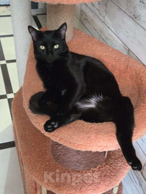 Кошки в Санкт-Петербурге: Ласковый мальчик в добрые руки Мальчик, Бесплатно - фото 7