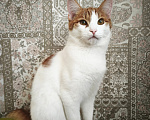 Кошки в Перми: Котик ищет дом Мальчик, Бесплатно - фото 2