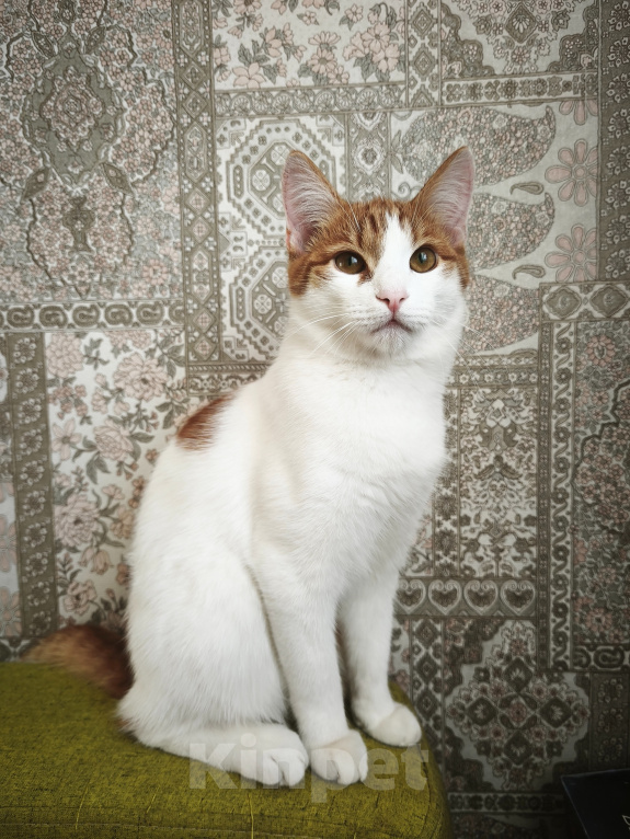 Кошки в Перми: Котик ищет дом Мальчик, Бесплатно - фото 2