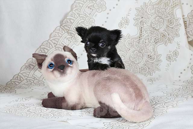 Собаки в Люберцах: МИНИ чихуахуа Мальчик, Бесплатно - фото 5