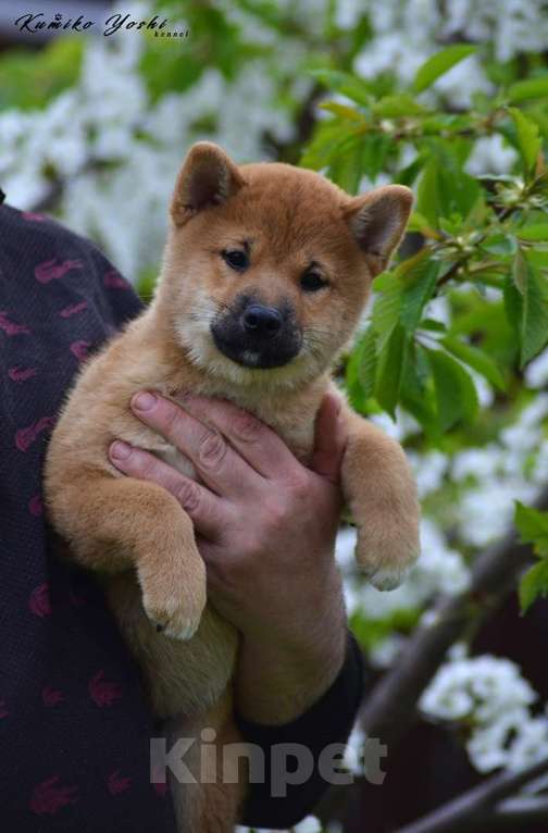 Собаки в Нижнем Новгороде: Сиба ину девочка с полным пакетом документов РКФ Девочка, Бесплатно - фото 2