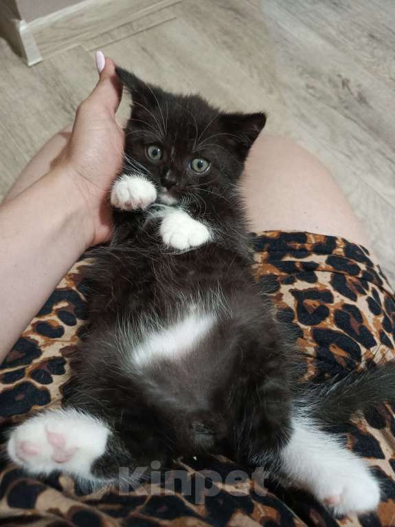 Кошки в Томске: Шотландский котёнок  Мальчик, Бесплатно - фото 5