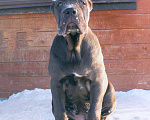 Собаки в Москве: Подпастают мощные корсо Девочка, 60 000 руб. - фото 6