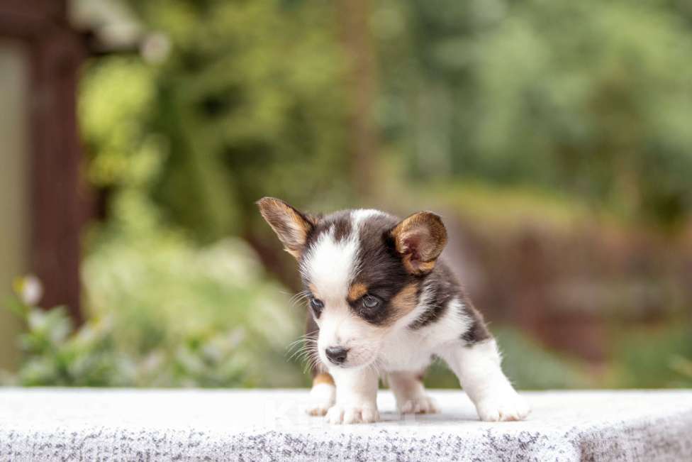 Собаки в Москве: Щенок вельш корги кардиган Мальчик, Бесплатно - фото 2