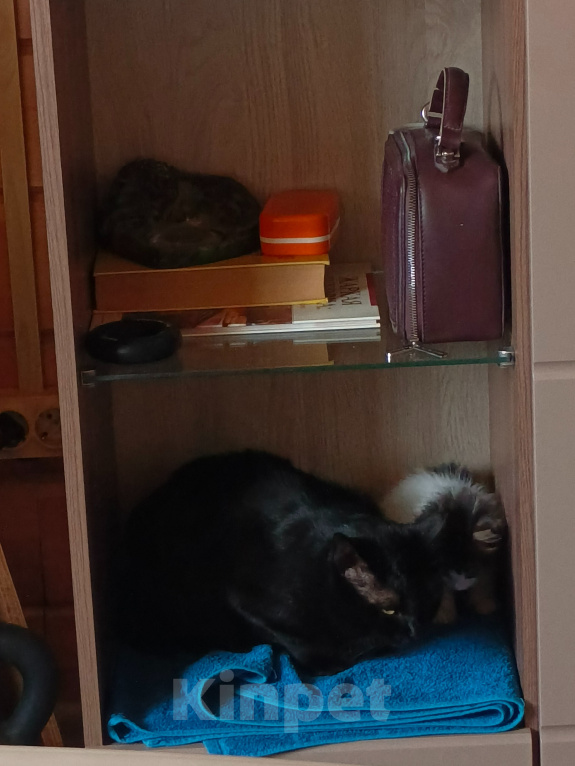 Кошки в Иркутске: Отдам котёнка Девочка, Бесплатно - фото 6