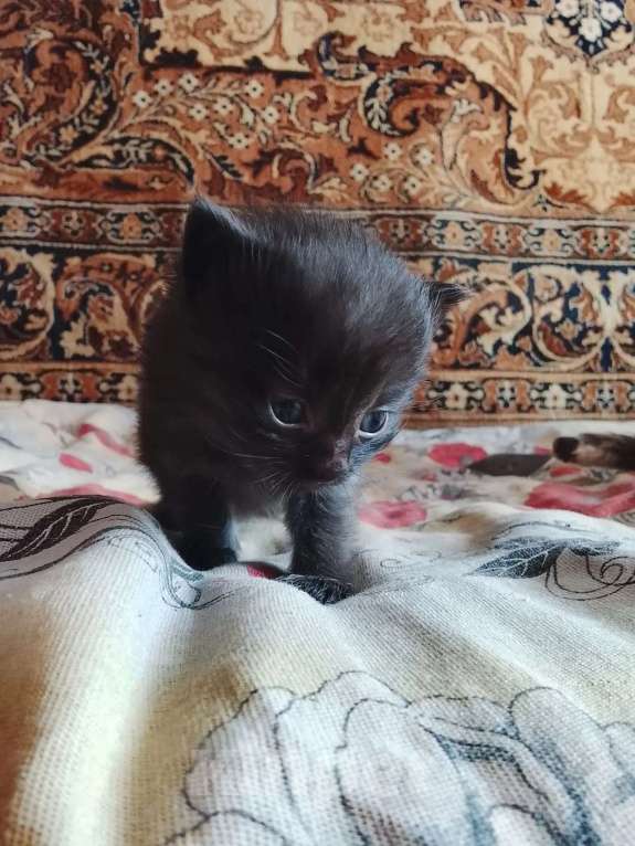 Кошки в других городах Тульской области: Продаю котят Девочка, Бесплатно - фото 1