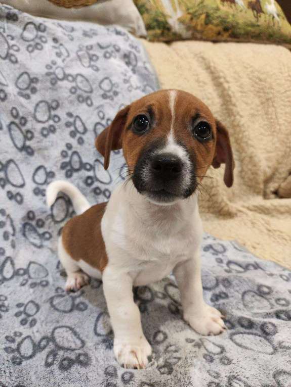 Собаки в Балашихе: Щенок Джек-Рассел терьера Мальчик, 19 900 руб. - фото 2