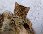 Кошки в Уфе: котёнок в добрые руки Мальчик, 100 руб. - фото 2