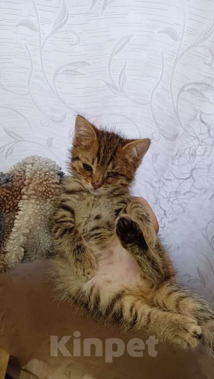 Кошки в Уфе: котёнок в добрые руки Мальчик, 100 руб. - фото 2