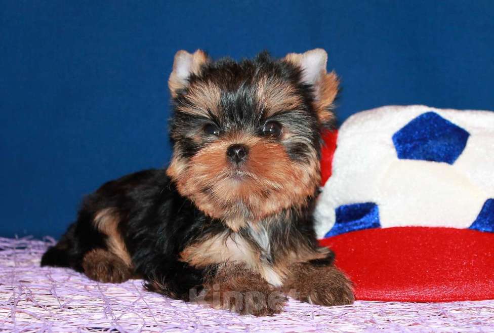 Собаки в Москве: Мальчик, мелкий стандарт, Блейк. Мальчик, 80 000 руб. - фото 1