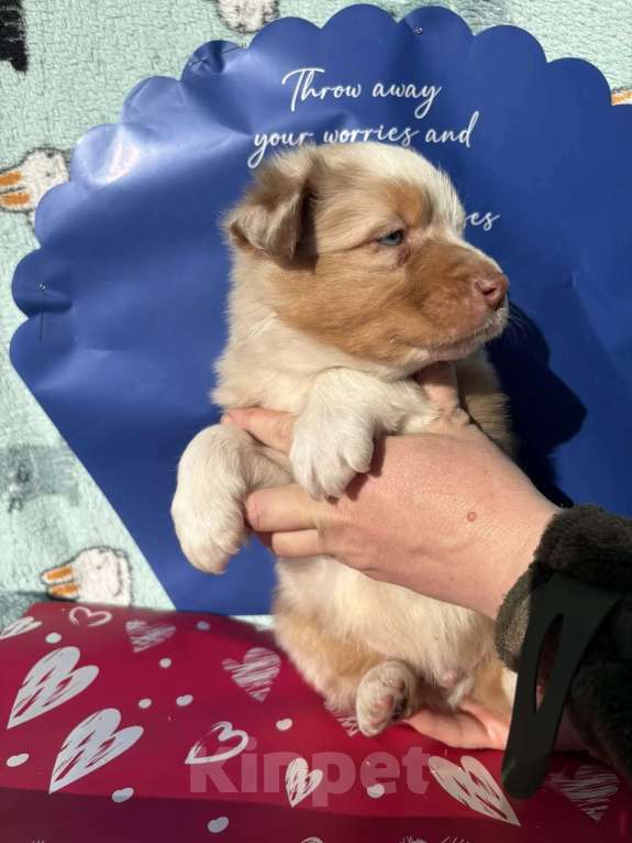 Собаки в Бикине: Аусси Мальчик, 80 000 руб. - фото 3