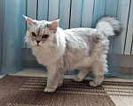 Кошки в Ростове-на-Дону: Ася ищет дом, в котором её снова будут любить Девочка, Бесплатно - фото 4