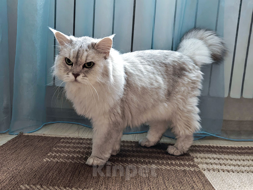 Кошки в Ростове-на-Дону: Ася ищет дом, в котором её снова будут любить Девочка, Бесплатно - фото 4