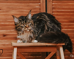 Кошки в Екатеринбурге: Котёнок Мейн-кун Девочка, 12 000 руб. - фото 6
