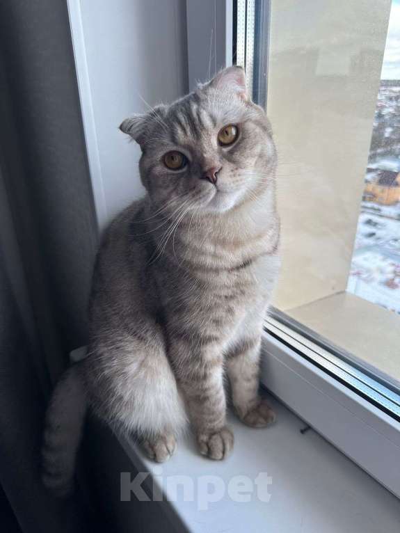 Кошки в Наро-Фоминске: Кот шотландец в добрые руки Мальчик, Бесплатно - фото 4