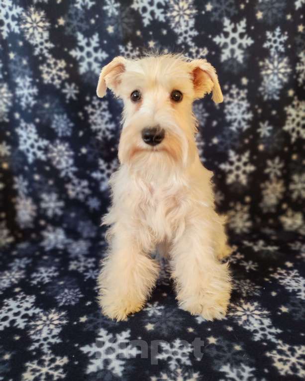 Собаки в Воронеже: Белая девочка цвергшнауцера Девочка, 60 000 руб. - фото 2