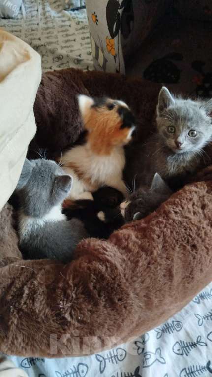 Кошки в Волгодонске: Очень красивая девочка Девочка, Бесплатно - фото 1