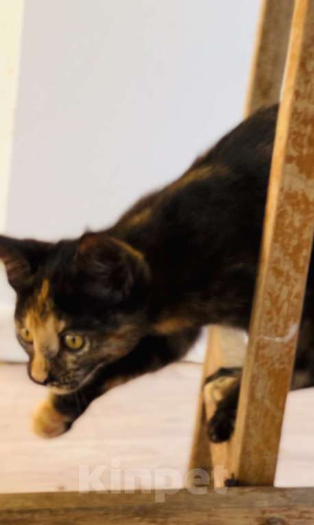 Кошки в Москве: Черепашка мейн-кун котенок Девочка, 25 000 руб. - фото 2