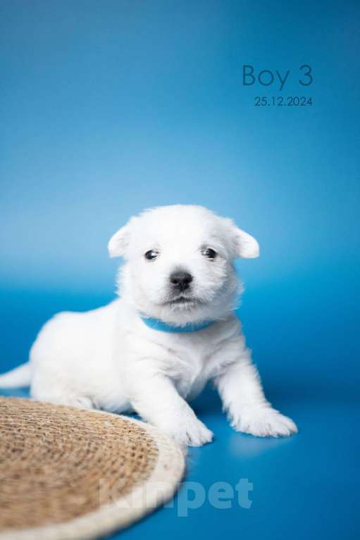 Собаки в других городах Мурманской области: Щенки Вест-хайленд-уайт-терьера Девочка, 75 000 руб. - фото 4