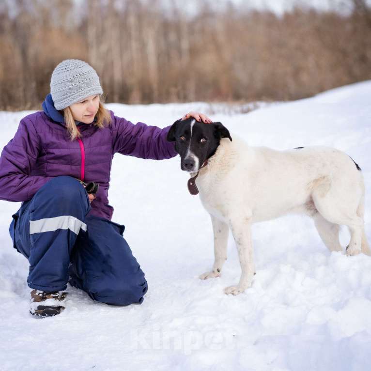 Собаки в Москве: Спокойный пёсик из приюта ищет дом Мальчик, Бесплатно - фото 4