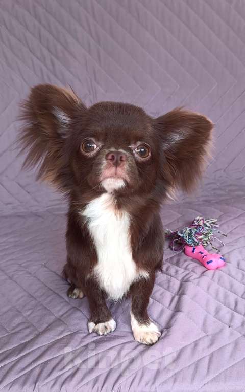 Собаки в Самаре: Подрощенный мальЧишка Мальчик, 60 000 руб. - фото 3