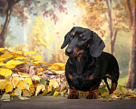 Собаки в Новотроицке: Вязка такса миниатюрная гладкошерстная Мальчик, 20 000 руб. - фото 10